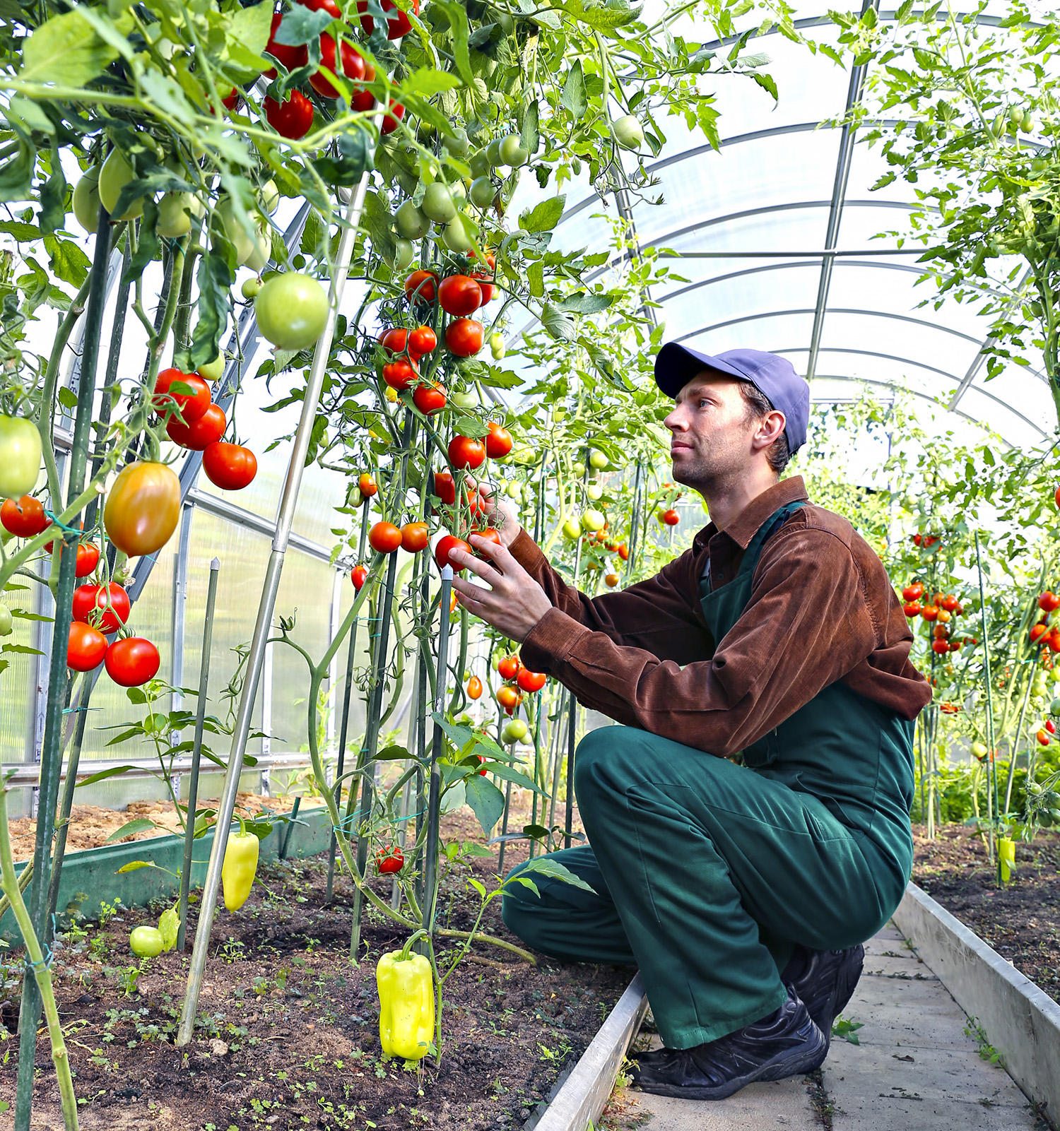 Person growing tomatoes